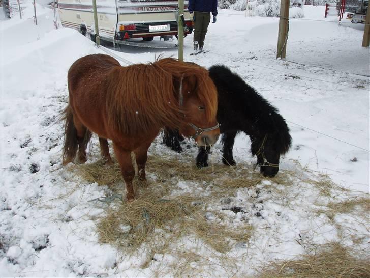 Shetlænder Musse - Musse og Pepsi.. billede 6