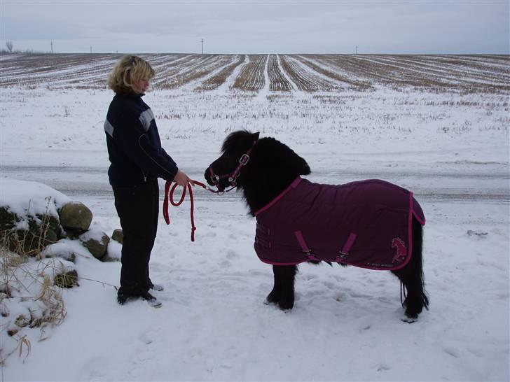 Shetlænder Musse - Musse med dækken..<3 billede 8