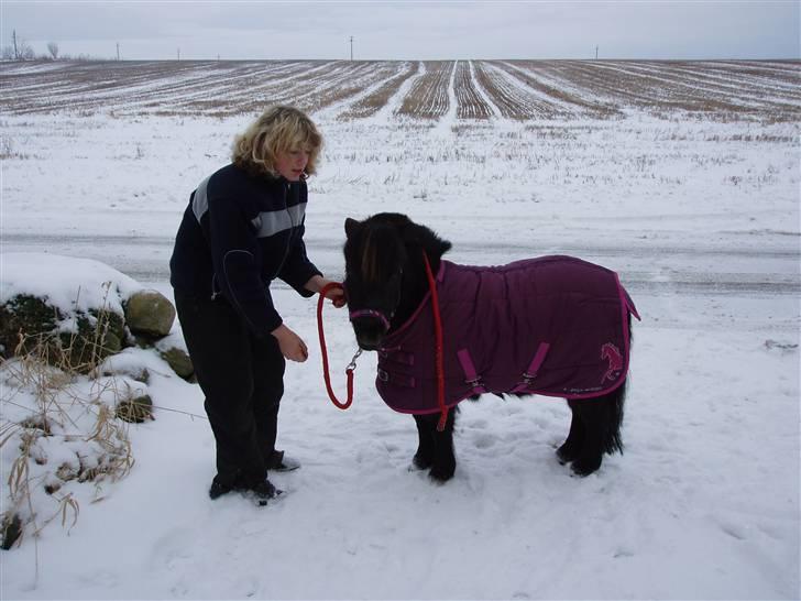 Shetlænder Musse - Er hun ikke bare fin med dækken på? billede 9