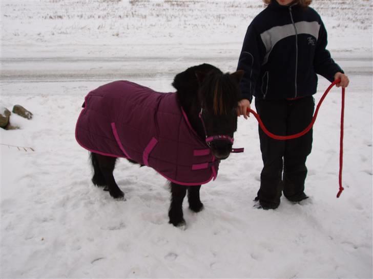 Shetlænder Musse - <3 billede 10
