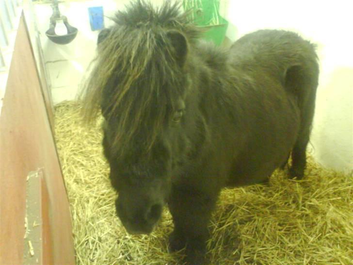 Shetlænder Musse - <3 billede 11