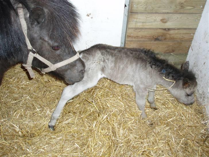 Shetlænder ¤*BetteMand*¤ R.I.P - Dagen efter han blev født..<3 billede 3