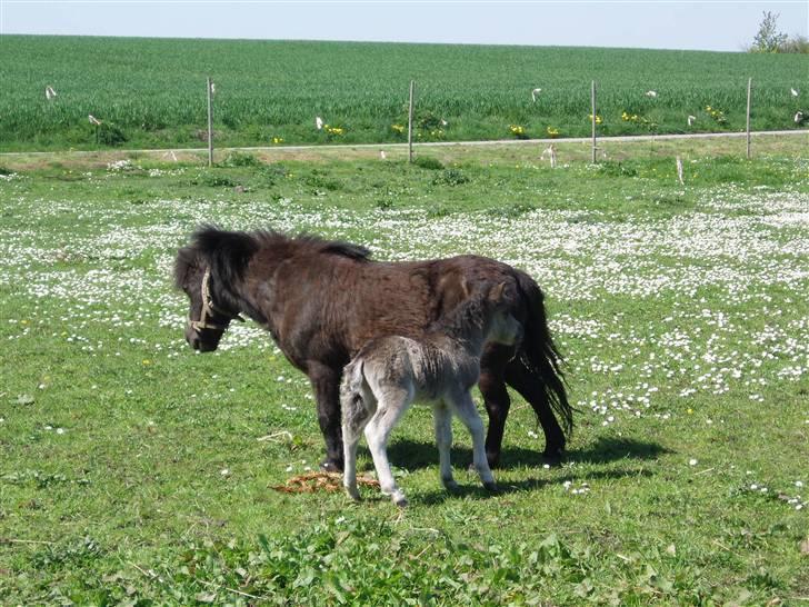 Shetlænder ¤*BetteMand*¤ R.I.P - Første dag han er udenfor..<3 billede 5