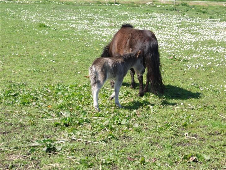 Shetlænder ¤*BetteMand*¤ R.I.P - Første dag på fold<3 billede 6