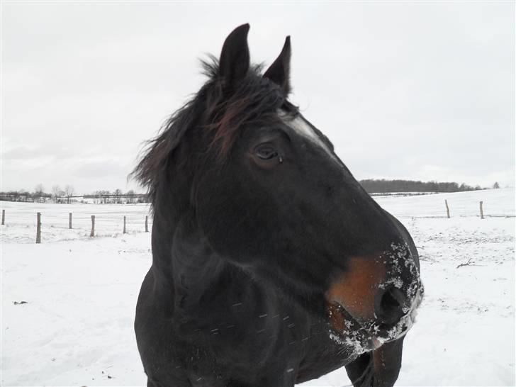 Oldenborg Soras af hesselgård<33 - Heej og velkommen smid gerne en bedømmelse og en kommentar:) billede 1