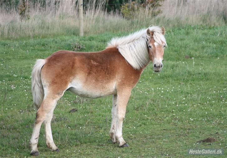 Haflinger Arthos Nordan  solgt billede 18