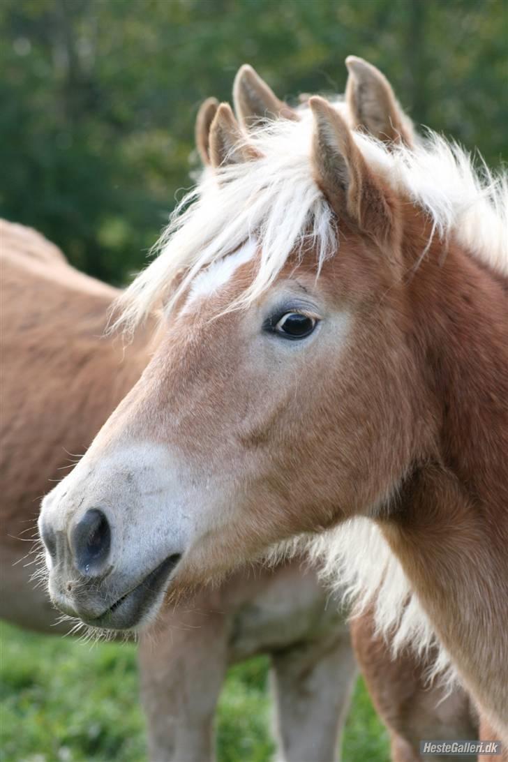 Haflinger Arthos Nordan  solgt billede 19