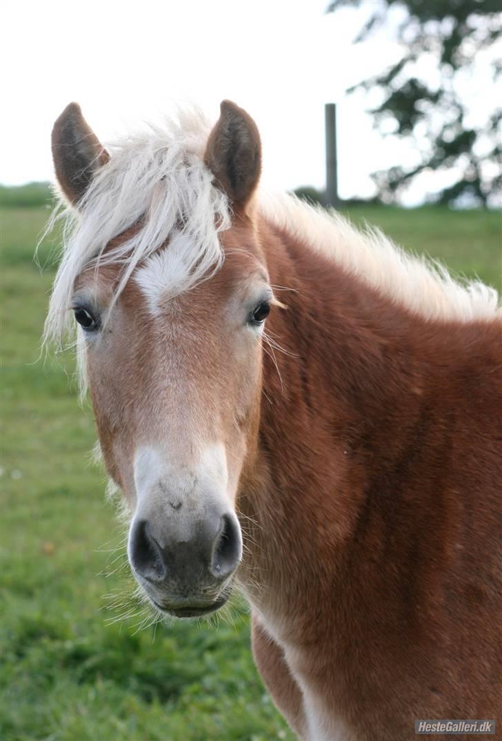 Haflinger Arthos Nordan  solgt billede 20