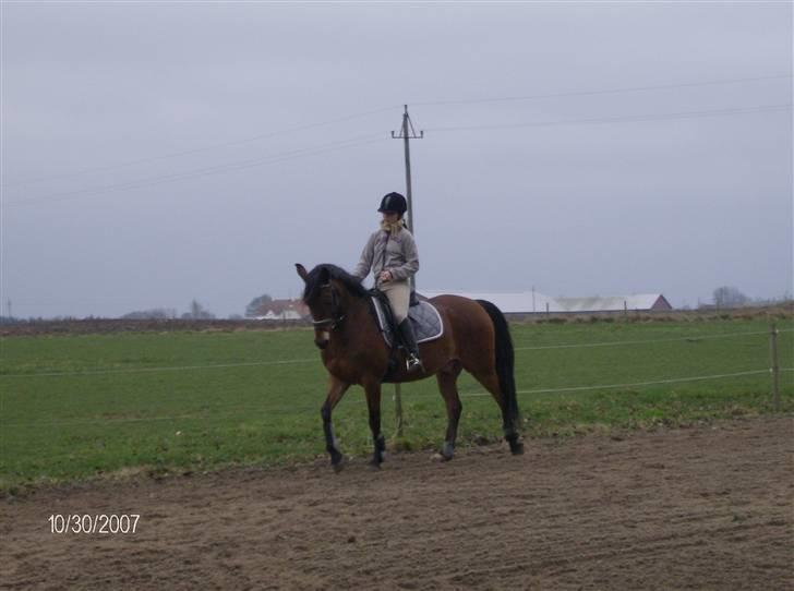 Tysk Sportspony Benjamin †100697-070808† billede 15