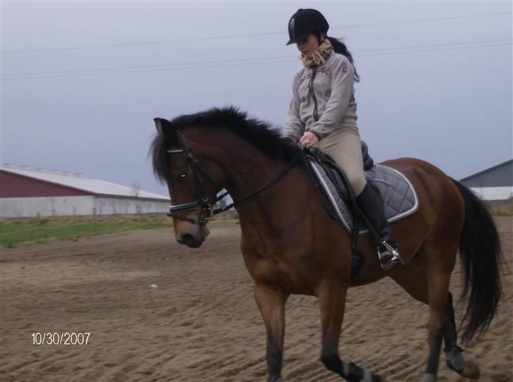 Tysk Sportspony Benjamin †100697-070808† billede 16