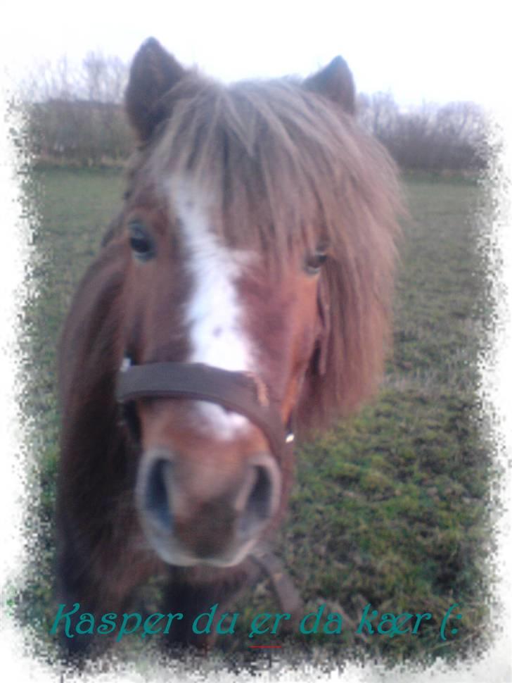 Anden særlig race Kasper (plejehest) billede 7