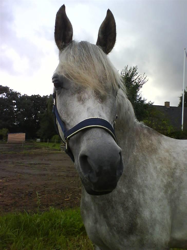 Sportsaraber (A) Qazim R.I.P - velkommen :] jeg savner ham ;/ billede 1