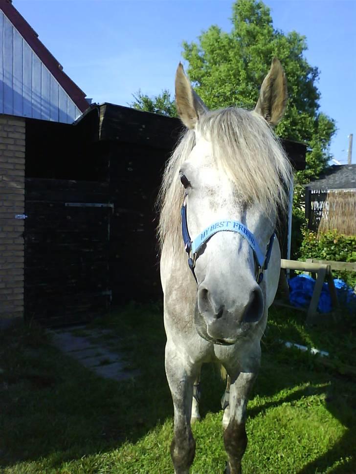 Sportsaraber (A) Qazim R.I.P - han er jo gudesmuk (: billede 4