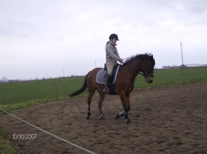 Tysk Sportspony Benjamin †100697-070808† billede 17