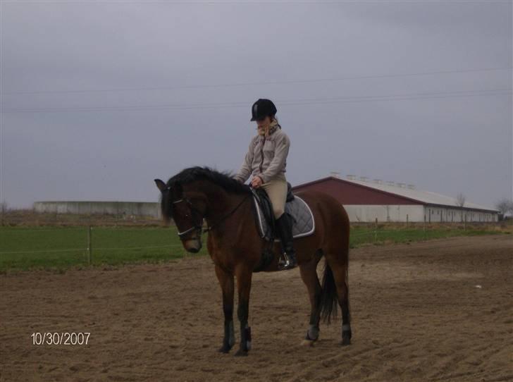 Tysk Sportspony Benjamin †100697-070808† billede 18