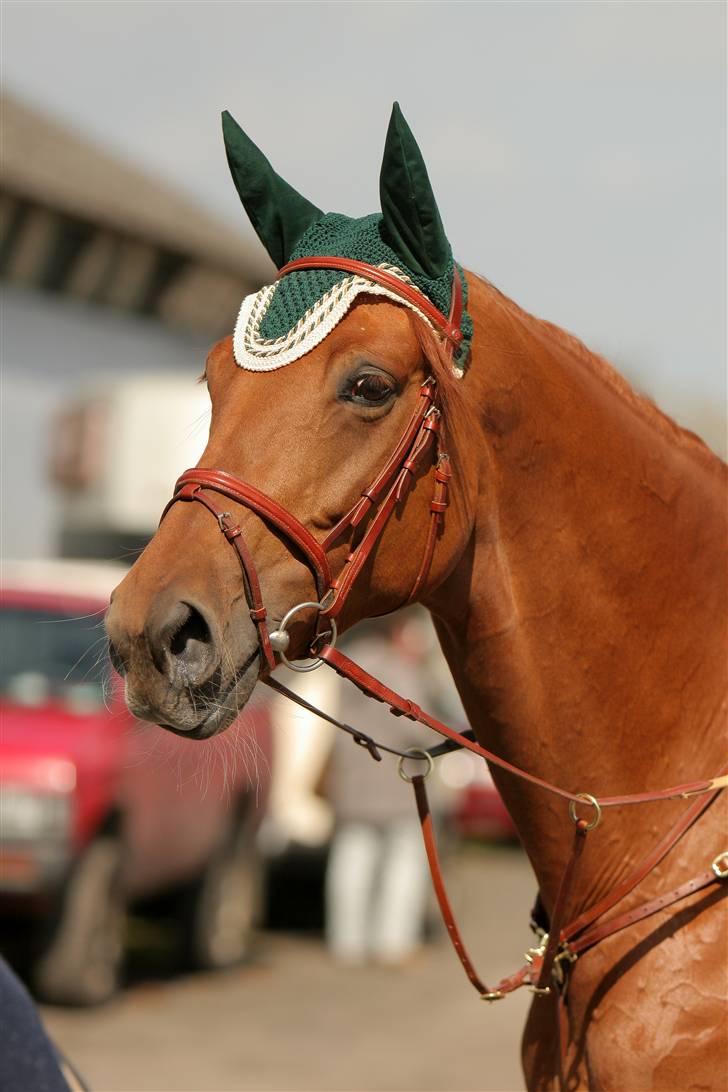 Dansk Varmblod Valløs Nikita- tidl. hest - Min elskede Kitte til stævne <3<3 -  billede 1