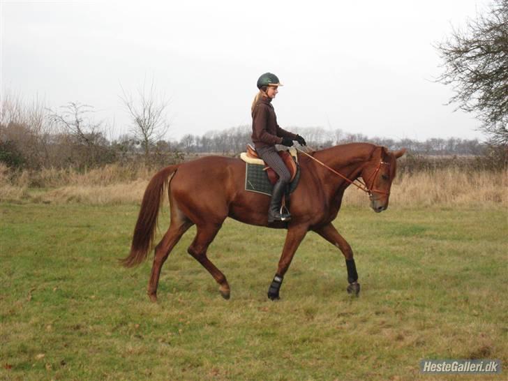 Dansk Varmblod Valløs Nikita- tidl. hest - kitte og jeg rider lidt dressur der hjemme<3 billede 2