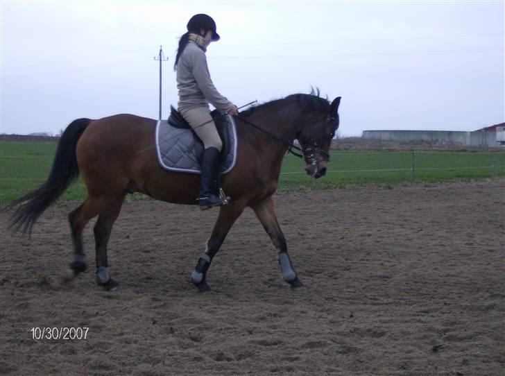 Tysk Sportspony Benjamin †100697-070808† billede 19