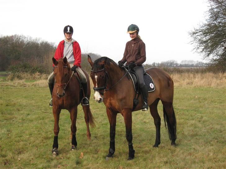 Dansk Varmblod Valløs Nikita- tidl. hest - kitte og julie, fikke og mig billede 3