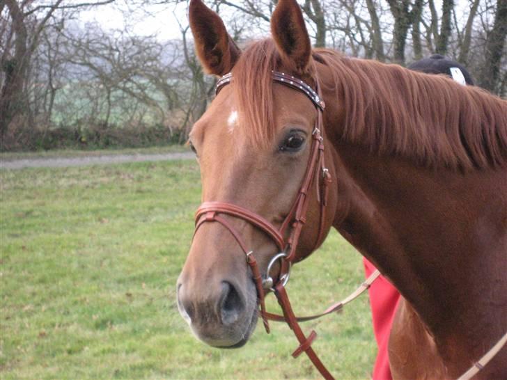 Dansk Varmblod Valløs Nikita- tidl. hest - hendes smukke hoved billede 4