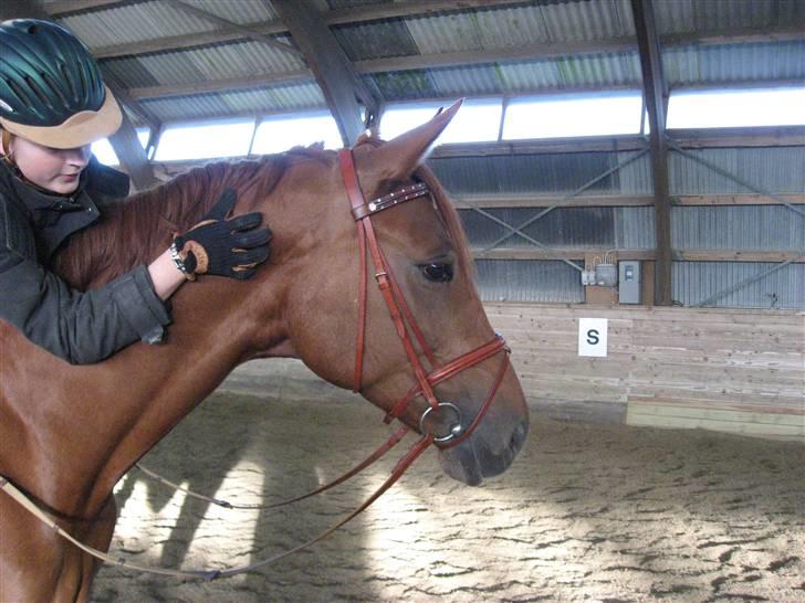 Dansk Varmblod Valløs Nikita- tidl. hest - lidt træning på klubben:) min skat<3 billede 5