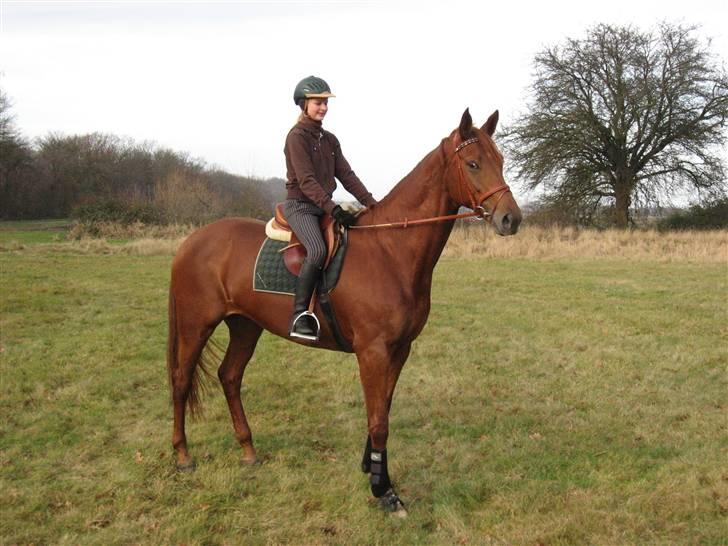 Dansk Varmblod Valløs Nikita- tidl. hest - Hvem er det der står der? billede 6