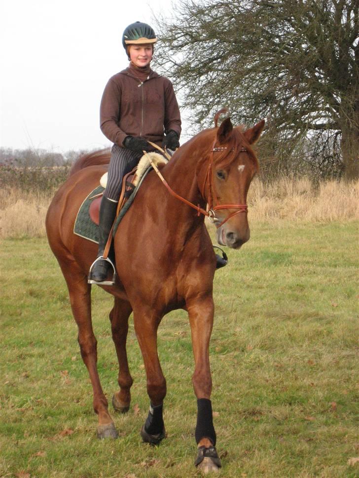 Dansk Varmblod Valløs Nikita- tidl. hest billede 7