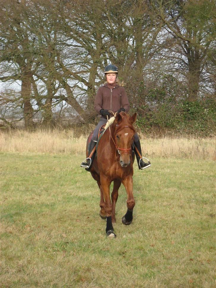 Dansk Varmblod Valløs Nikita- tidl. hest billede 8