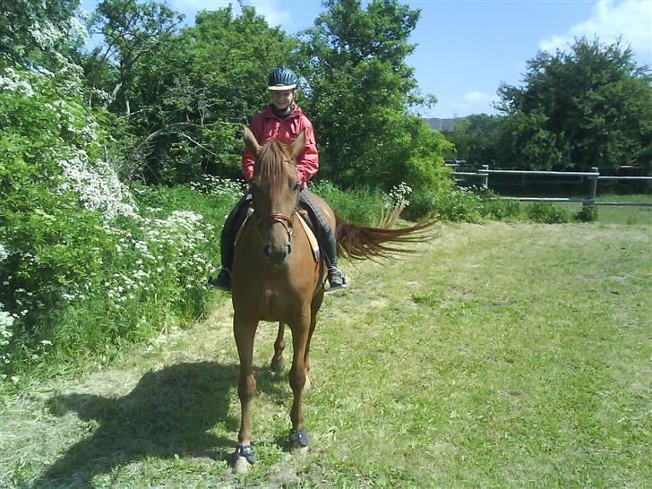 Dansk Varmblod Valløs Nikita- tidl. hest - på spring banen :P billede 9