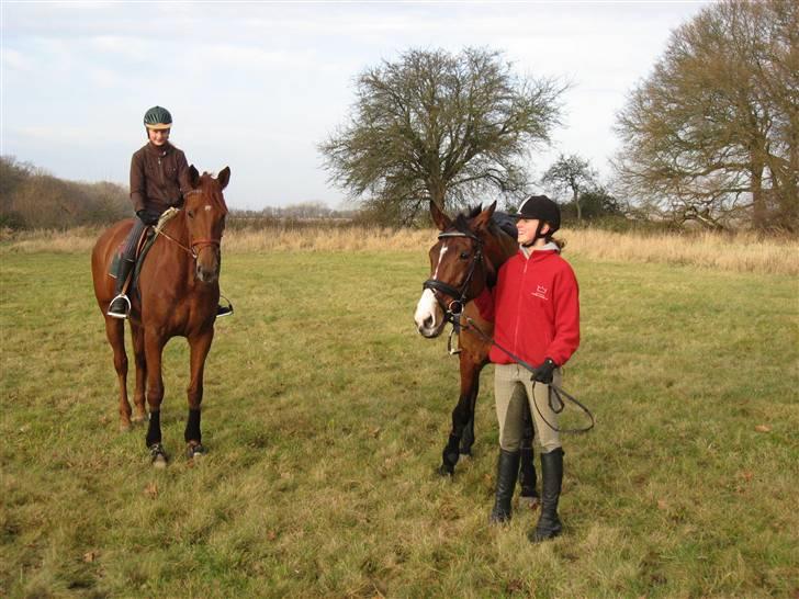 Dansk Varmblod Valløs Nikita- tidl. hest - Os de smykke:) billede 10