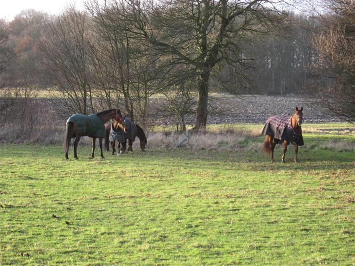 Dansk Varmblod Valløs Nikita- tidl. hest - hjemme på folden med fikke, frederik og romeo.. billede 11