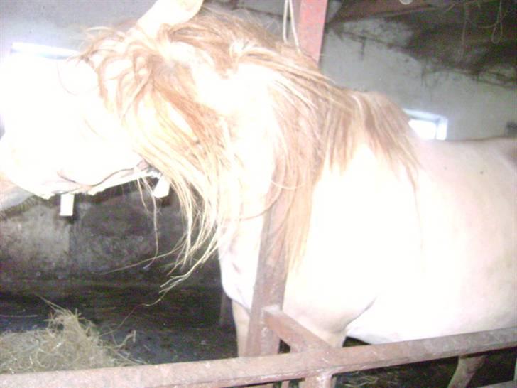 Anden særlig race Sejelstrups Vanessa, MEN LILLE HEST PÅ 156 57 i st - hvor smuk kan man over hovede være min mus billede 8