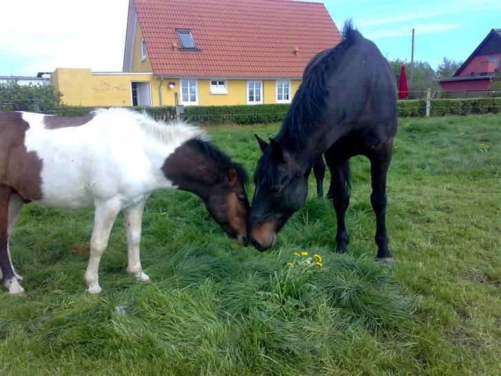 Oldenborg Soras af hesselgård<33 billede 17