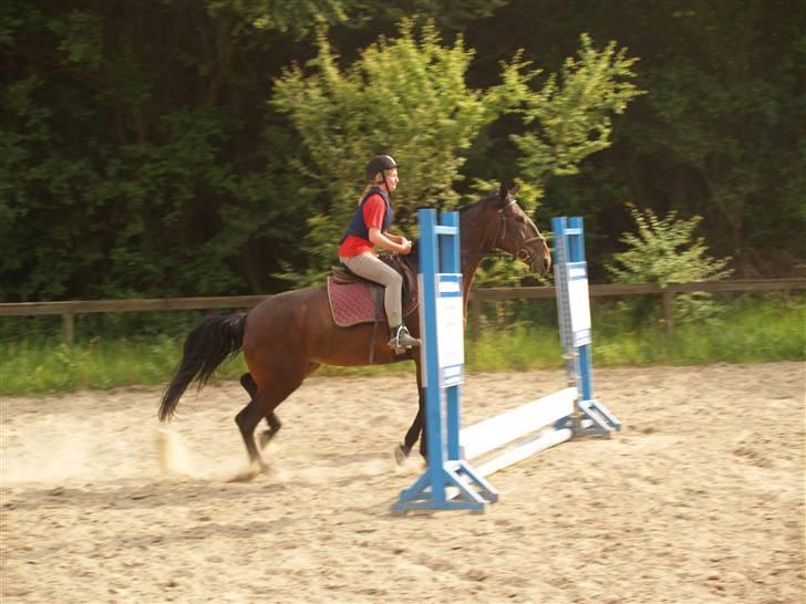 Ungarnsk Varmblod  baba   *gammel skolehest* - nu er hun ved at få styr på det med springningen hehe=D billede 8