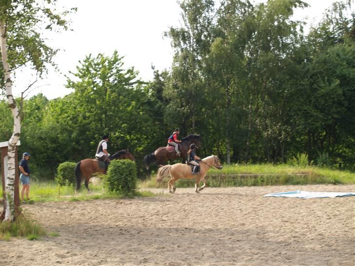 Ungarnsk Varmblod  baba   *gammel skolehest* - ihh hvor er hun dygtig=D billede 9