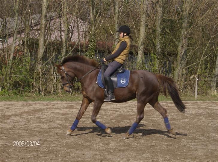 Tysk Sportspony Happy Hour ??250291-010714?? billede 18