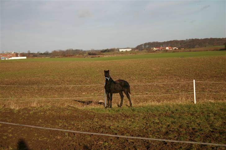 Frieser Zephyr - Zephyr hjemme på folen billede 9