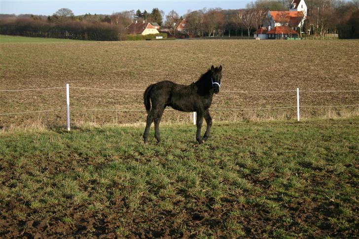 Frieser Zephyr - igen billede 10