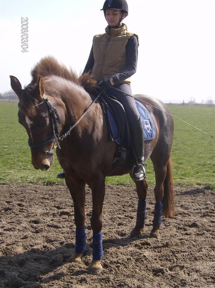 Tysk Sportspony Happy Hour ??250291-010714?? billede 19