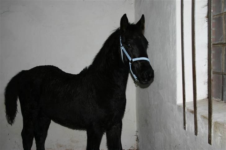 Frieser Zephyr billede 11