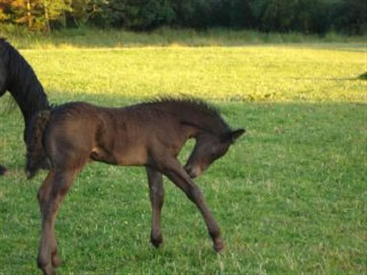 Frieser Zephyr - zephyr som mindre<3 billede 12