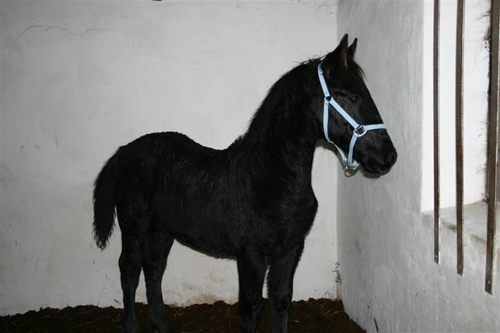 Frieser Zephyr billede 13