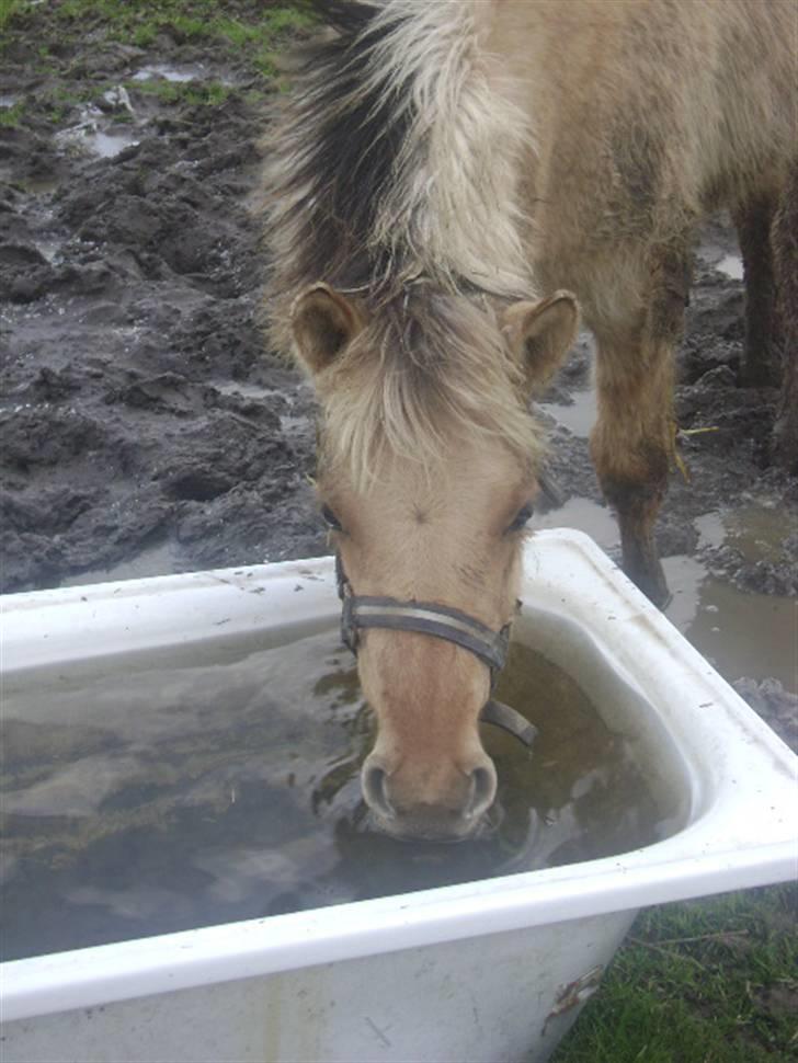 Anden særlig race Sejelstrups Odessa    billede 2