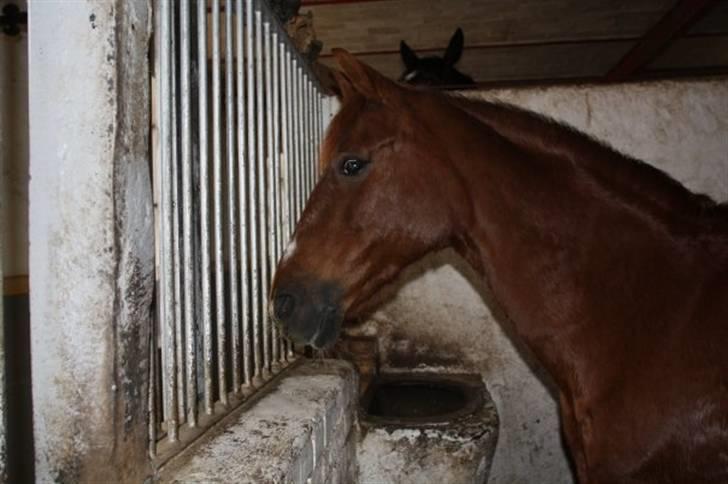 DSP Shanthi R.I.P - shanthi der ser lidt skræmt ud xD billede 7