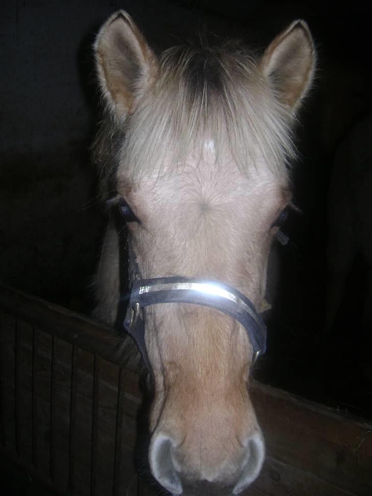 Anden særlig race Sejelstrups Odessa    billede 3