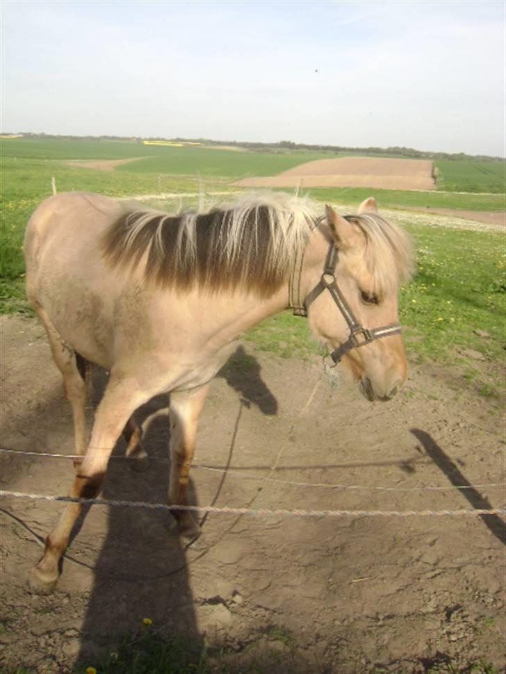 Anden særlig race Sejelstrups Odessa    billede 4