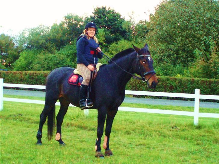 Dansk Varmblod Fair-Fight billede 14