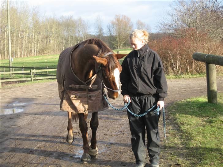 Dansk Varmblod Rascal Egeskov  - Næ, der er ingen ting til dig.. billede 8