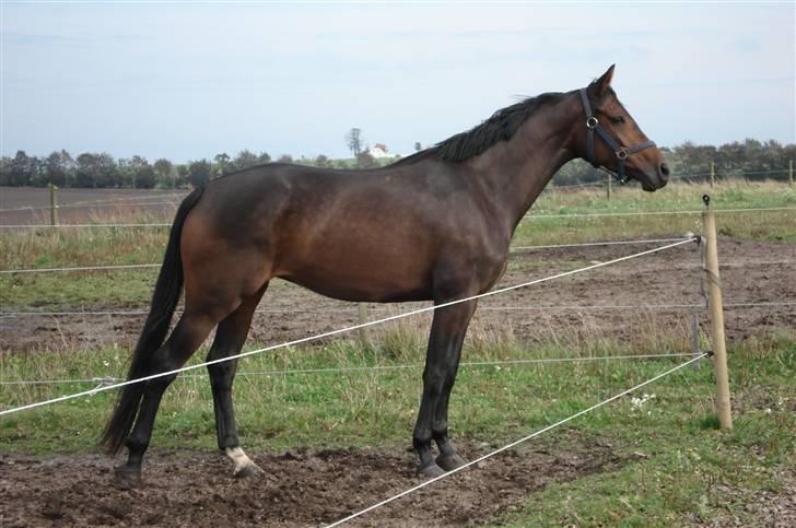 Dansk Varmblod Mirone*solgt* billede 1