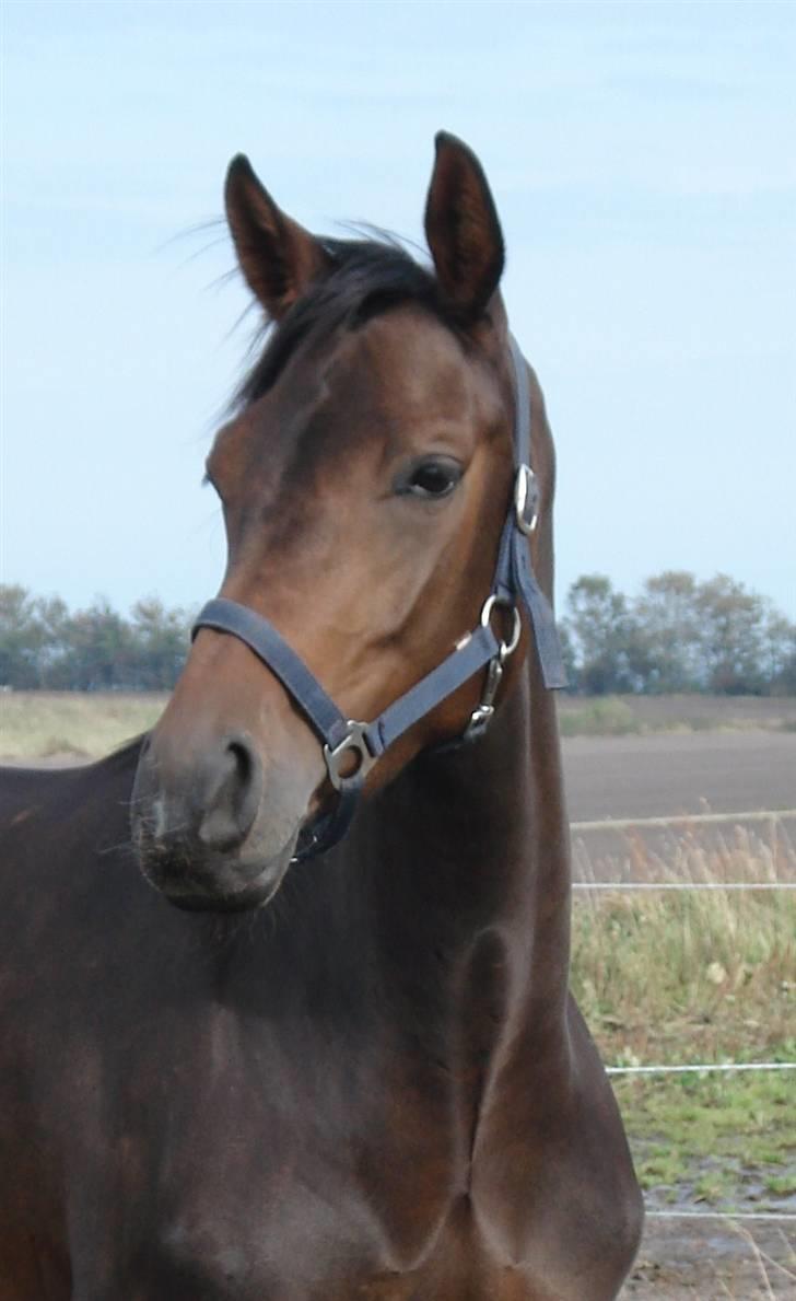 Dansk Varmblod Mirone*solgt* billede 2
